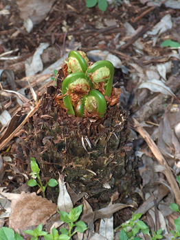 Matteuccia struthiopteris / Felce penna di Struzzo